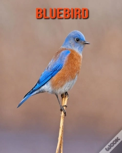 Capa do artigo Bluebird
