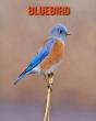 Bluebird - Preview