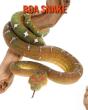 Boa Snake - Preview
