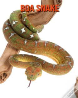 Capa do artigo Boa Snake