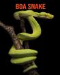Boa Snake - Preview