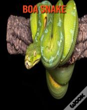 Boa Snake