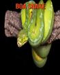 Boa Snake - Preview