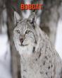 Bobcat - Preview