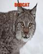 Bobcat - Preview