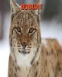 Bobcat - Preview