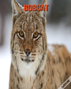 Capa do artigo Bobcat