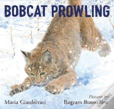 Bobcat Prowling
