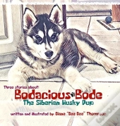 Bodacious Bode - The Siberian Husky Pup