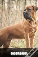 Boerboel