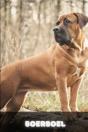 Boerboel - Preview