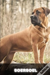 Capa do artigo Boerboel