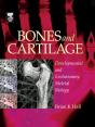 Bones And Cartilage - Preview