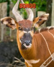 Bongo