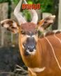 Bongo - Preview