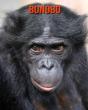 Bonobo - Preview