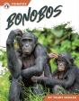 Bonobos - Preview