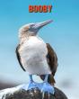 Booby - Preview