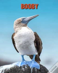 Capa do artigo Booby