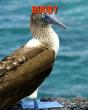 Booby - Preview