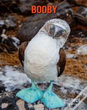 Booby