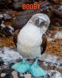 Booby - Preview