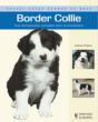 Border Collie - Preview