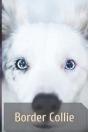 Border Collie - Preview