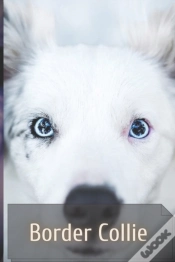 Capa do artigo Border Collie