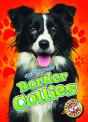 Border Collies - Preview
