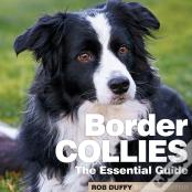 Border Collies