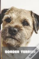 Border Terrier