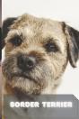 Border Terrier - Preview