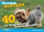 Boredom Busters For Dogs - Preview