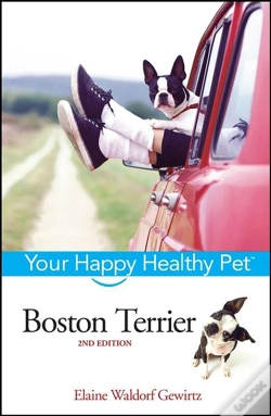 Capa do artigo Boston Terrier