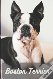 Capa do artigo Boston Terrier