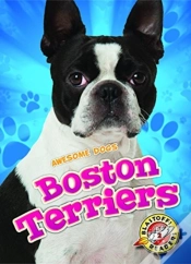 Capa do artigo Boston Terriers