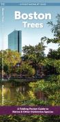 Boston Trees - Preview