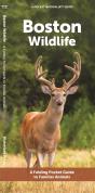 Boston Wildlife - Preview