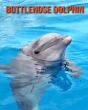 Bottlenose Dolphin - Preview