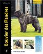 Bouvier Des Flandres - Preview
