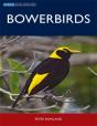 Bowerbirds - Preview