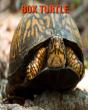 Box Turtle - Preview