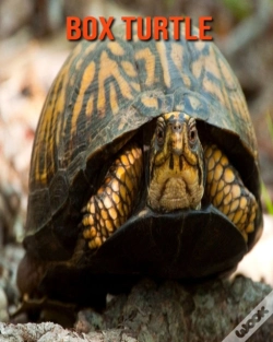 Capa do artigo Box Turtle