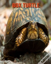 Capa do artigo Box Turtle