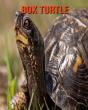 Box Turtle - Preview