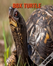 Capa do artigo Box Turtle