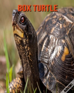 Capa do artigo Box Turtle