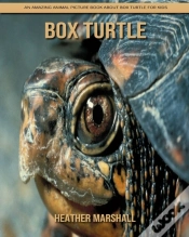 Capa do artigo Box Turtle