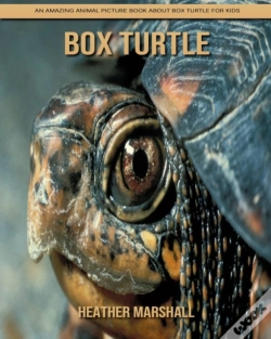 Capa do artigo Box Turtle